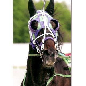 Meet your Posher, Frank missy